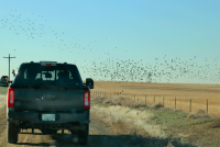 Ricardo Martinez-Marrero, Denver International Airport’s Wildlife Co-ordinator, writes exclusively for International Airport Review about how the airport balances aviation safety and wildlife conservation through innovative strategies, ensuring safe operations for over 82 million passengers annually.