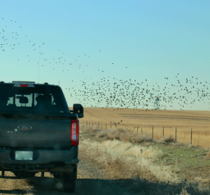 Ricardo Martinez-Marrero, Denver International Airport’s Wildlife Co-ordinator, writes exclusively for International Airport Review about how the airport balances aviation safety and wildlife conservation through innovative strategies, ensuring safe operations for over 82 million passengers annually.