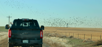 Ricardo Martinez-Marrero, Denver International Airport’s Wildlife Co-ordinator, writes exclusively for International Airport Review about how the airport balances aviation safety and wildlife conservation through innovative strategies, ensuring safe operations for over 82 million passengers annually.