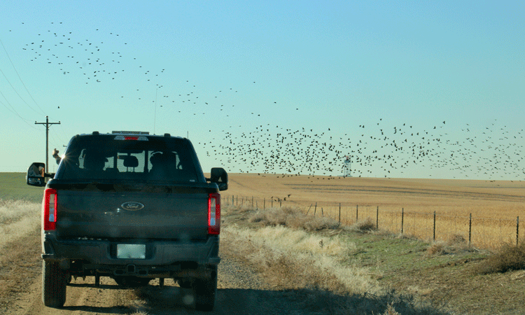 Ricardo Martinez-Marrero, Denver International Airport’s Wildlife Co-ordinator, writes exclusively for International Airport Review about how the airport balances aviation safety and wildlife conservation through innovative strategies, ensuring safe operations for over 82 million passengers annually.