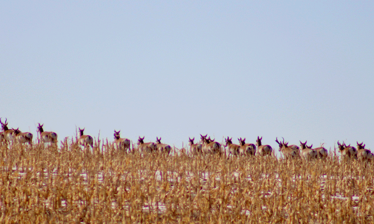 Ricardo Martinez-Marrero, Denver International Airport’s Wildlife Co-ordinator, writes exclusively for International Airport Review about how the airport balances aviation safety and wildlife conservation through innovative strategies, ensuring safe operations for over 82 million passengers annually.