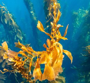 Kelp Forest