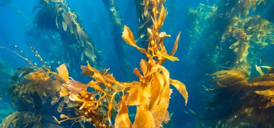 Kelp Forest