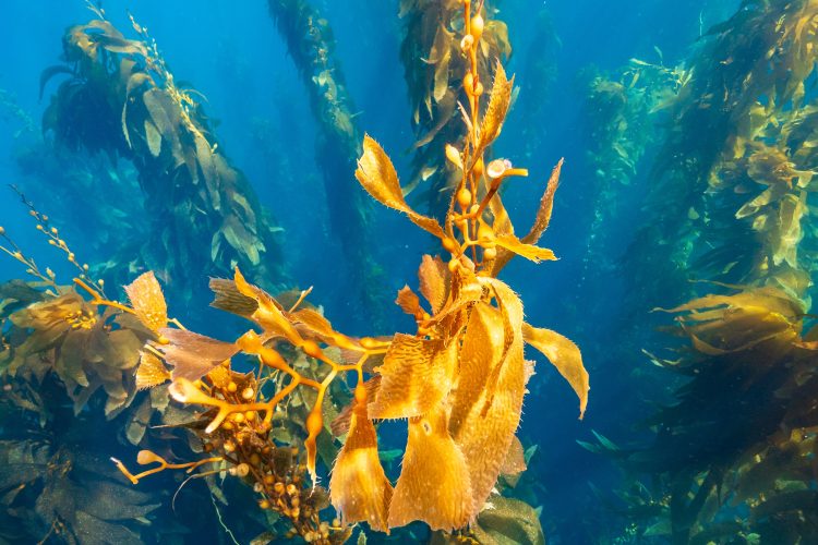 Kelp Forest