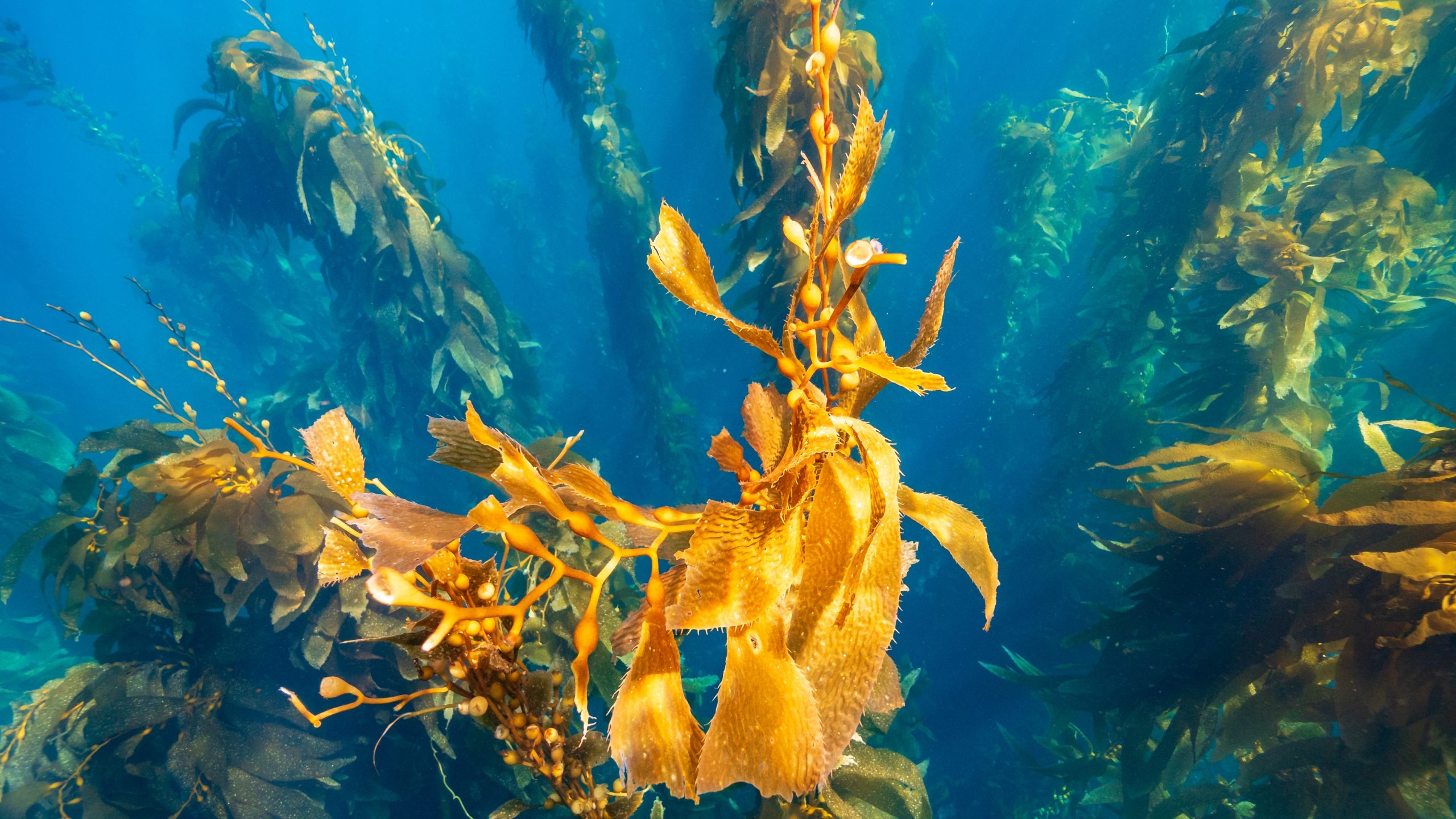 Kelp Forest